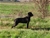 Giunone  detta  Luna - Triola Cane Corso